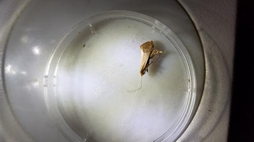 Nematopogon sp.